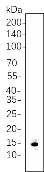 Recombinant Histone H3 (Di Methyl Lys9) Monoclonal Antibody (AN300640L)