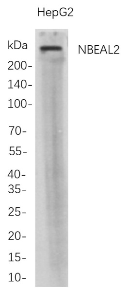 Recombinant NBEAL2 Monoclonal Antibody (AN300779L)
