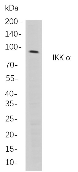Recombinant IKK α Monoclonal Antibody (AN300853L)