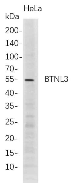 Recombinant BTNL3 Monoclonal Antibody (AN300759L)