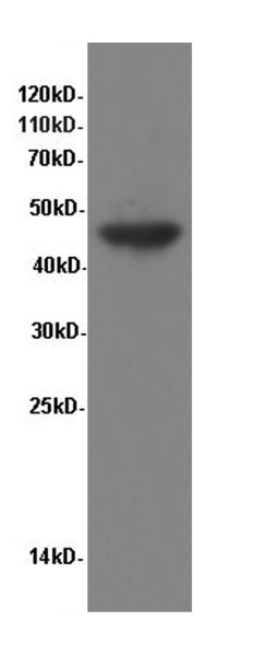 ENO1 Polyclonal Antibody (E-AB-40064)