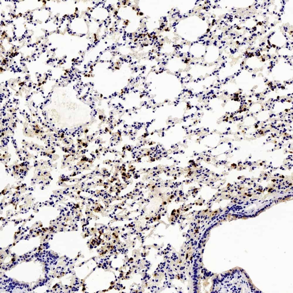 Ly6g Polyclonal Antibody (E-AB-70094)