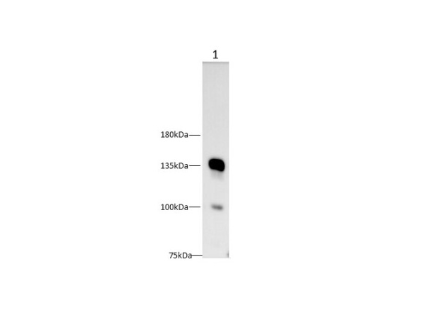 CD22 Polyclonal Antibody (D-AB-10188L)