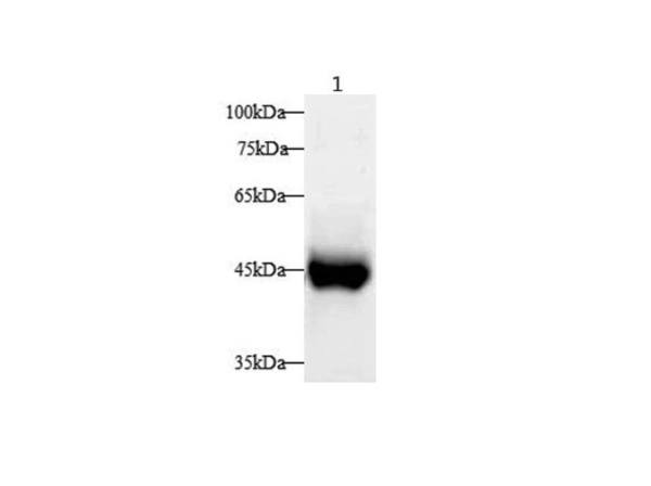 Serpinb2 Polyclonal Antibody (E-AB-40446)