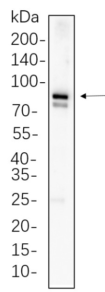 Recombinant MFN1 Monoclonal Antibody (AN300620L)