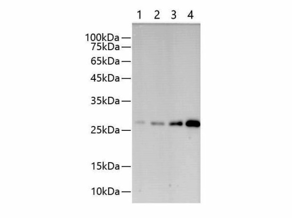 GST-Tag Monoclonal Antibody (E-AB-48005)