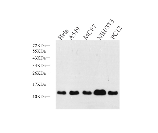 S100A4 Polyclonal Antibody (E-AB-70283)
