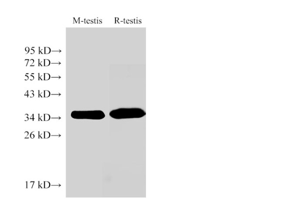 LDHC Polyclonal Antibody (E-AB-40384)