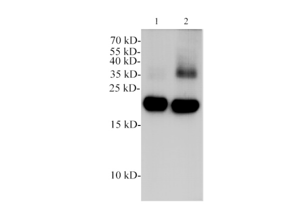 POMC Polyclonal Antibody (E-AB-40635)