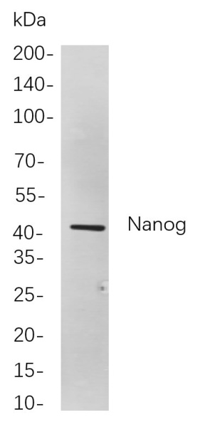 Recombinant Nanog Monoclonal Antibody (AN301065L)
