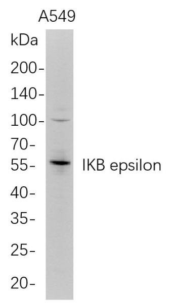 Recombinant IKB epsilon Monoclonal Antibody (AN300740L)
