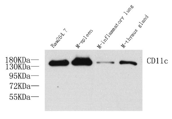 ITGAX Polyclonal Antibody (E-AB-70017)