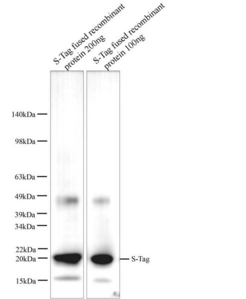 S-tag Polyclonal Antibody (E-AB-40522)