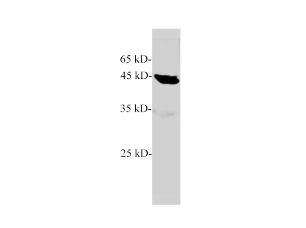 EPT1 Polyclonal Antibody (E-AB-40549)