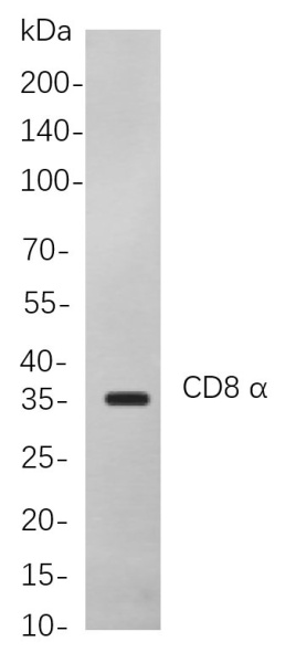 Recombinant CD8 α Monoclonal Antibody (AN301083L)