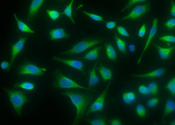 Recombinant P4HB/ERBA2L Monoclonal Antibody (AN300349P)
