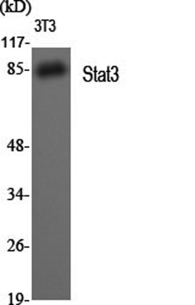 STAT3 Polyclonal Antibody (E-AB-32982)