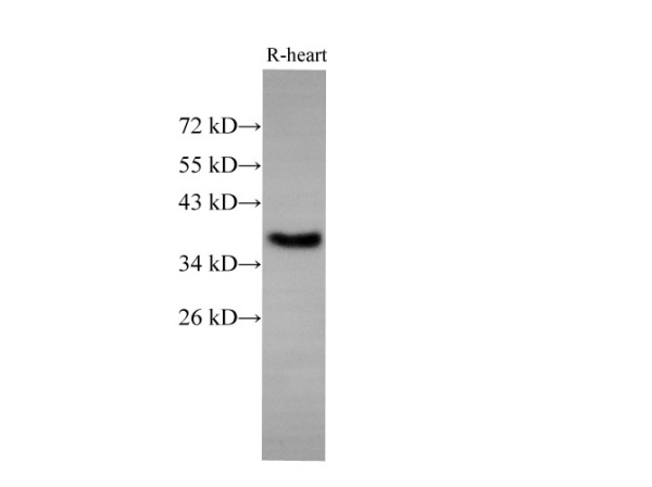 EpCAM Polyclonal Antibody (E-AB-40300)