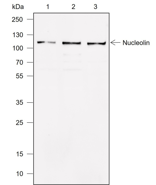 Recombinant Nucleolin Monoclonal Antibody (AN302000L)