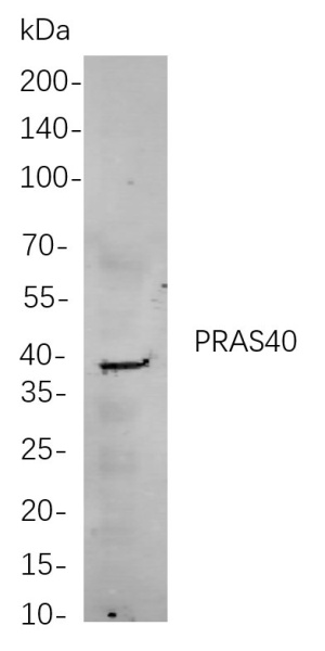 Recombinant PRAS40 Monoclonal Antibody (AN300898L)