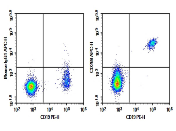 Purified Anti-Human CD268 Antibody[11C1] (AN003160P)