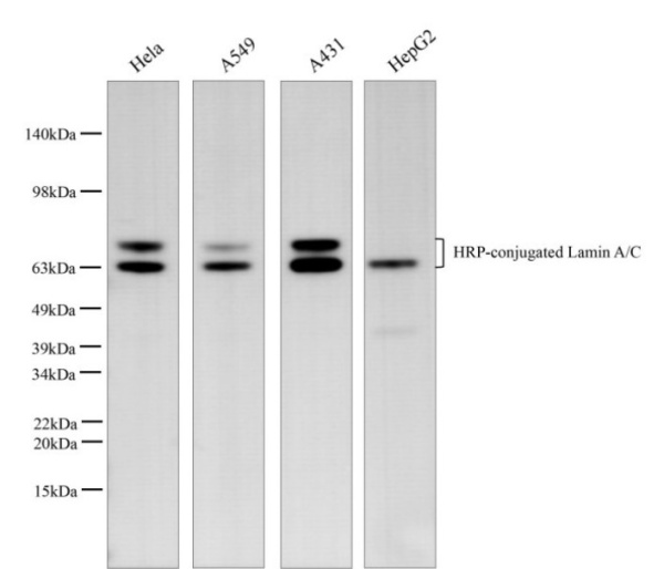 HRP-conjugated Lamin A/C Monoclonal Antibody (AN00298HP)
