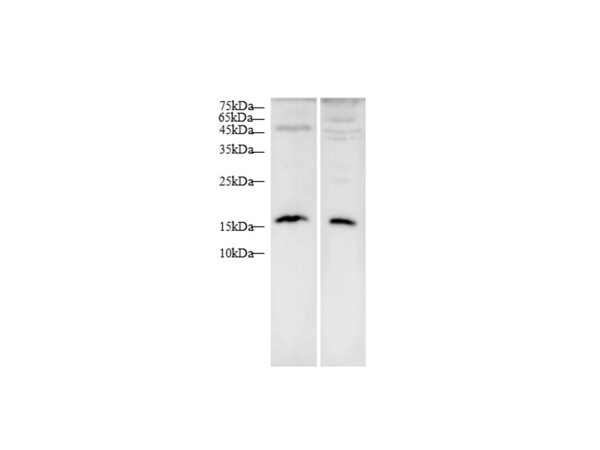 MIγ/CXCL9 Polyclonal Antibody (D-AB-10440L)