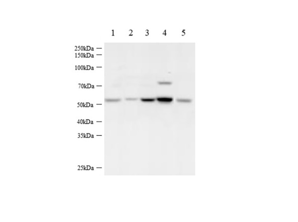 BECN1 Polyclonal Antibody (AN006940L)