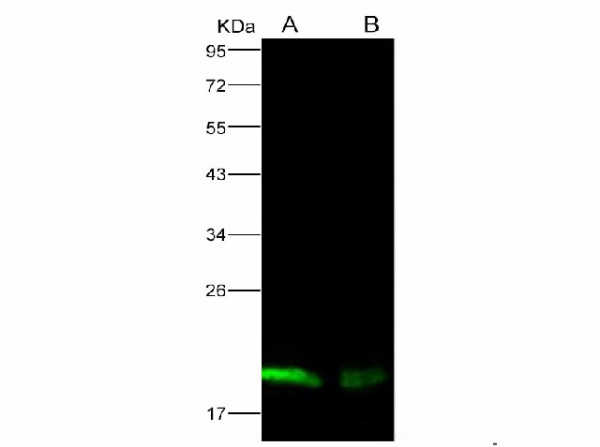 Anti-Ebola virus EBOV(subtype Zaire, strain H.sapiens-wt/GIN/2014/Kissidougou-C15) Nucleoprotein/NP Monoclonal Antibody (E-AB-V1125)