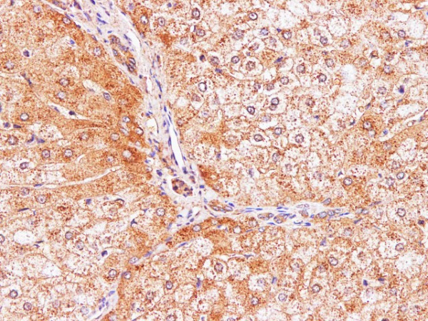 IL2 Polyclonal Antibody (E-AB-40275)