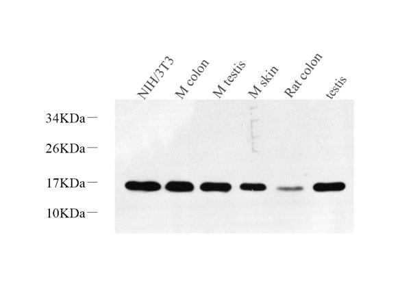 Survivin Polyclonal Antibody (E-AB-70339)