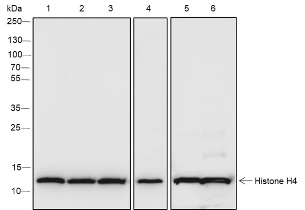 Recombinant Histone H4 (CT) Monoclonal Antibody (AN301940L)