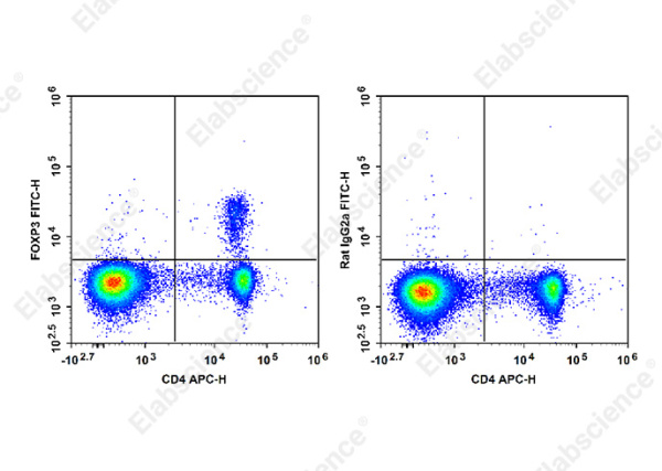 FITC Anti-Mouse/Rat Foxp3 Antibody[FJK-16s] (E-AB-F1351C)