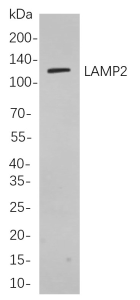 Recombinant LAMP2 Monoclonal Antibody (AN301030L)