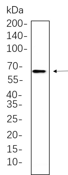 Recombinant RelB Monoclonal Antibody (AN300687L)