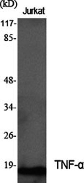 TNF alpha Polyclonal Antibody (E-AB-33121)