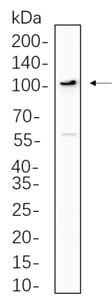 Recombinant ERK5 Monoclonal Antibody (AN300829L)
