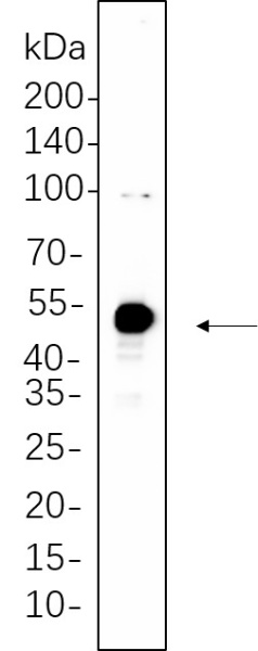 Recombinant Phospho-c-Jun (Ser63) Monoclonal Antibody (AN300644L)