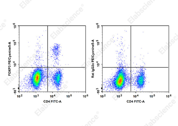 PE/Cyanine5 Anti-Mouse/Rat Foxp3 Antibody[FJK-16s] (E-AB-F1351UG)