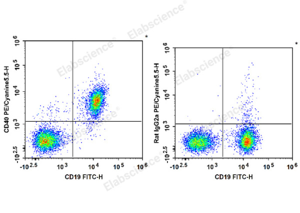 PE/Cyanine5.5 Anti-Mouse CD40 Antibody[FGK4.5/FGK45] (E-AB-F1028I)