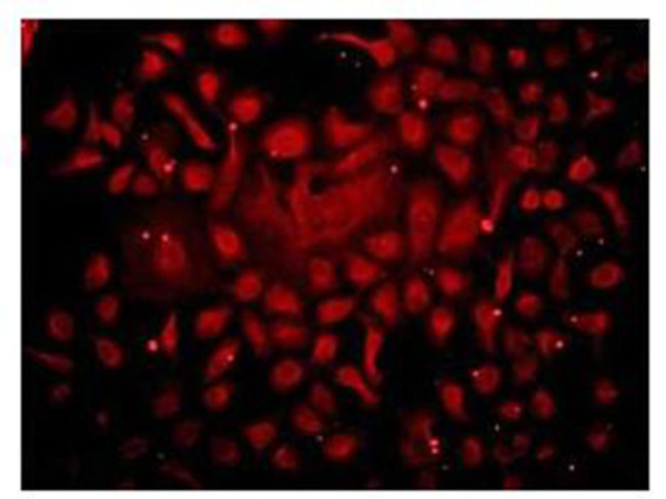 DNA-RNA Hybrid Monoclonal Antibody[S9.6] (E-AB-48028)