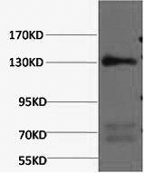 NOS3 Monoclonal Antibody (E-AB-22088)