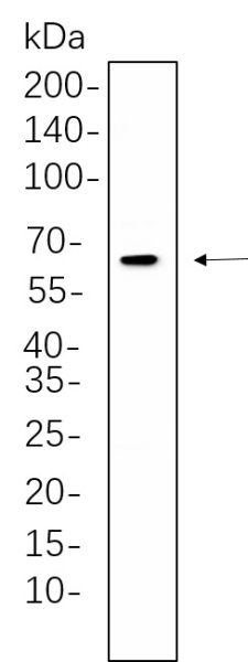 Recombinant PKR Monoclonal Antibody (AN300649L)