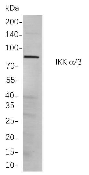 Recombinant IKK α/β Monoclonal Antibody (AN300924L)