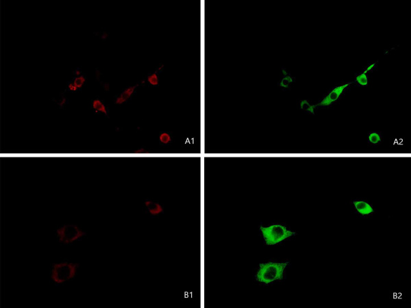 Elab Fluor® 488-conjugated GFP Tag Monoclonal Antibody (AN00432L)