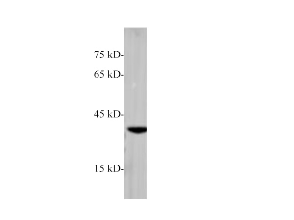 RAB42 Polyclonal Antibody (E-AB-40535)