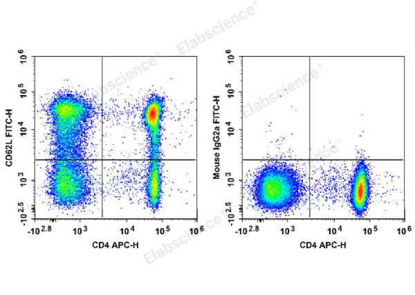 FITC Anti-Human CD62L Antibody[HI62L] (E-AB-F1336C)