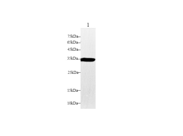 DAO Polyclonal Antibody (D-AB-10400L)
