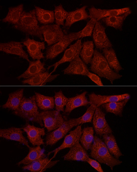 SYPL1 Polyclonal Antibody (E-AB-92335)