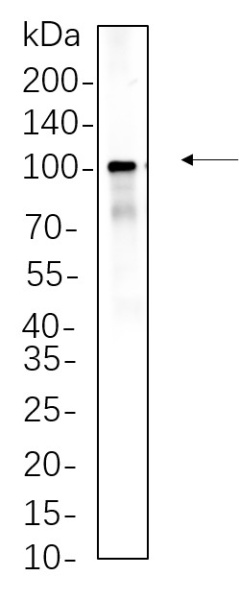 Recombinant Endoplasmin Monoclonal Antibody (AN300683L)